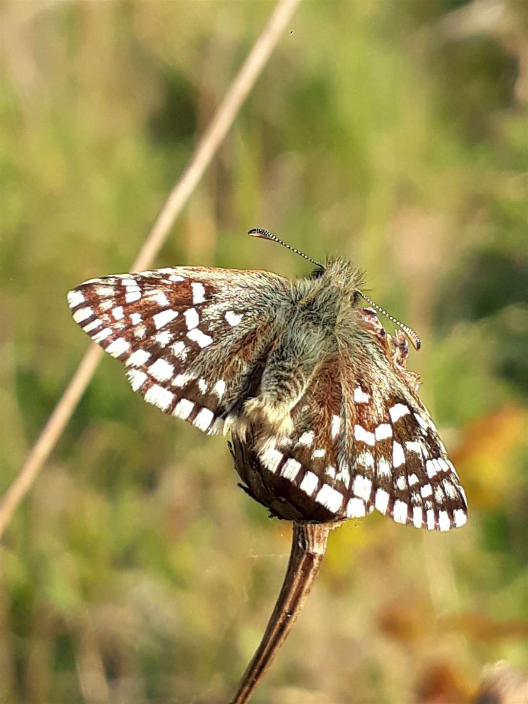 Grizzled skippers are among the 34 different species of butterfly found at the site (Charles Winchester/South Down National Park Authority/PA)