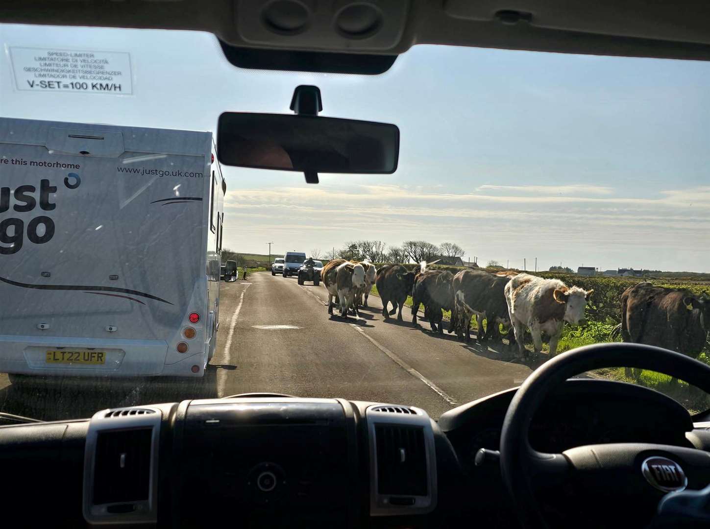 Cows traveling the road cause a hold up.