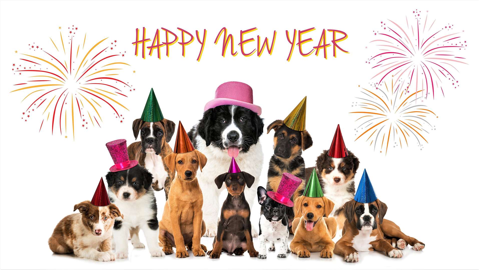 Dogs may not be as keen as humans in celebrating New Year.