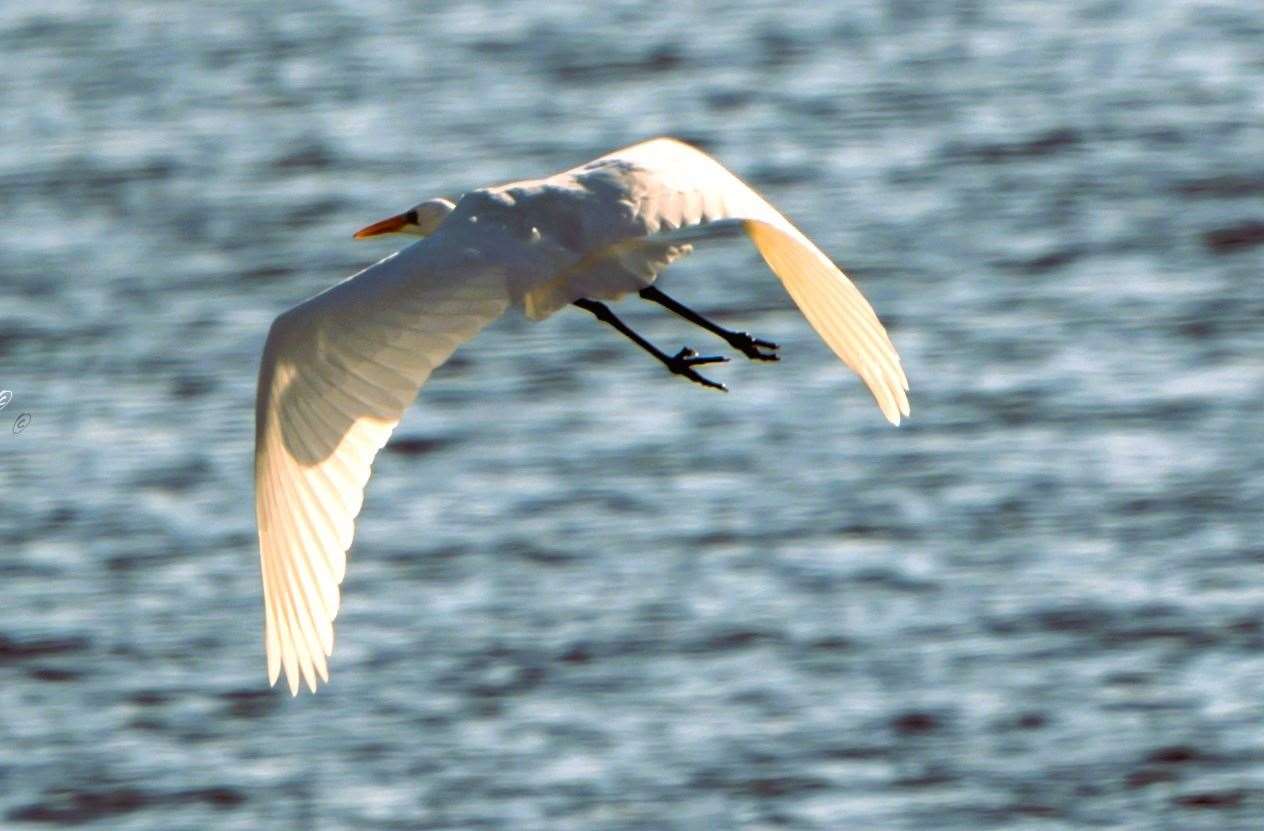 The majestic bird takes to the skies over Yarrows loch. Picture: Wendy Sutherland