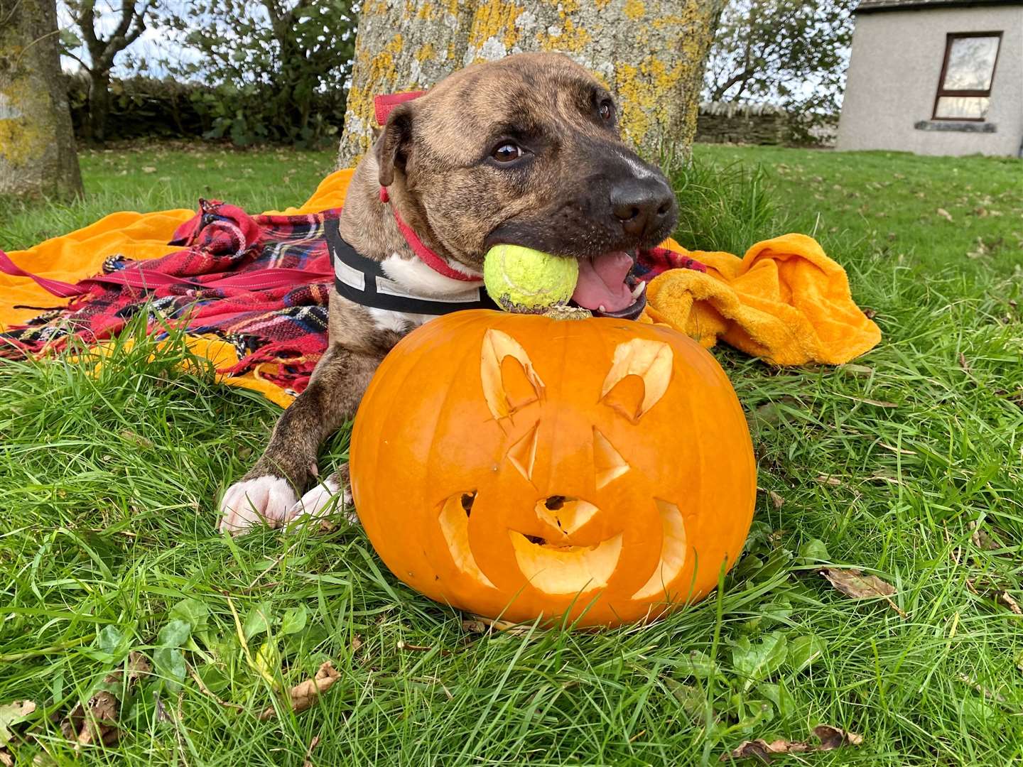 Buddy is looking for a spooktacular new home this Halloween.