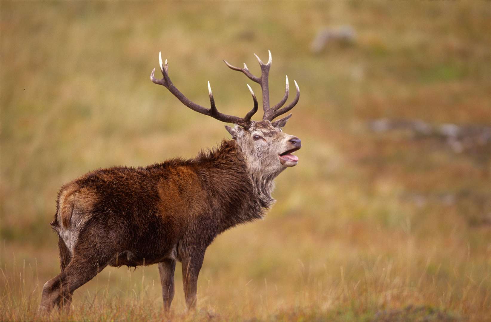 Deer stalking advice website can help hill walkers follow Scottish ...