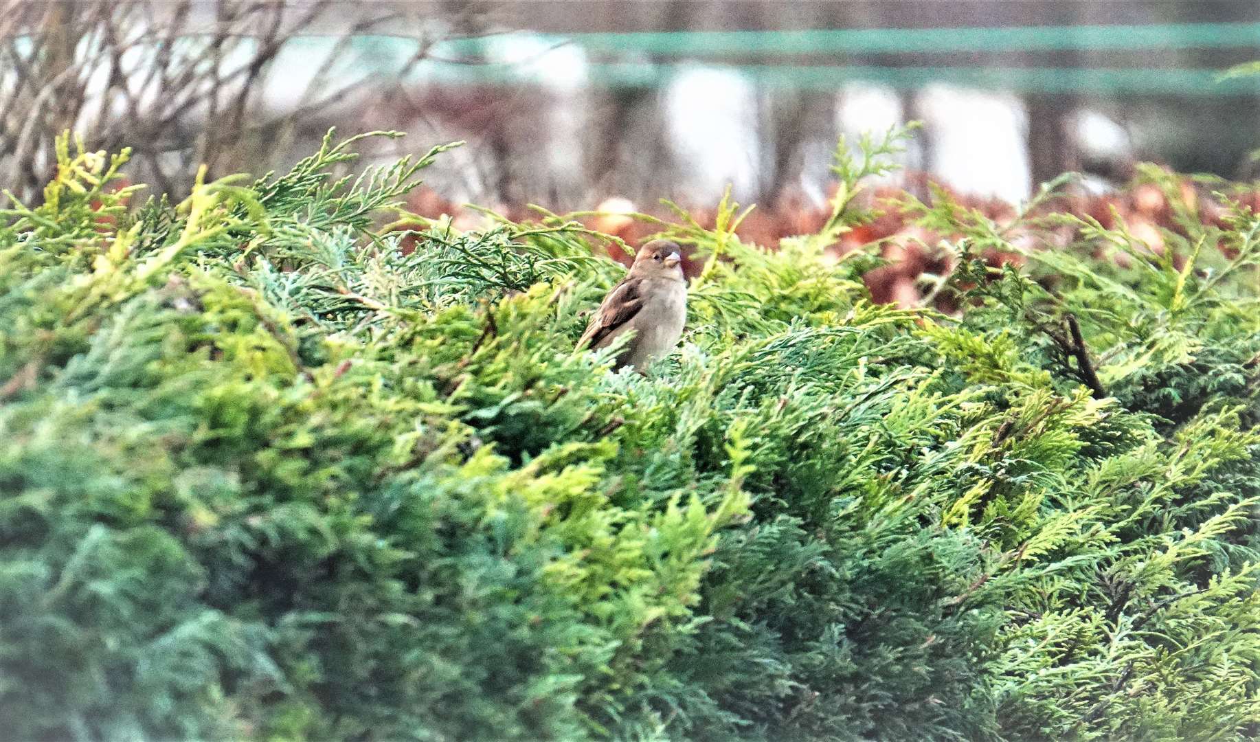 Caithness residents - what will you see in the Big Garden Birdwatch?