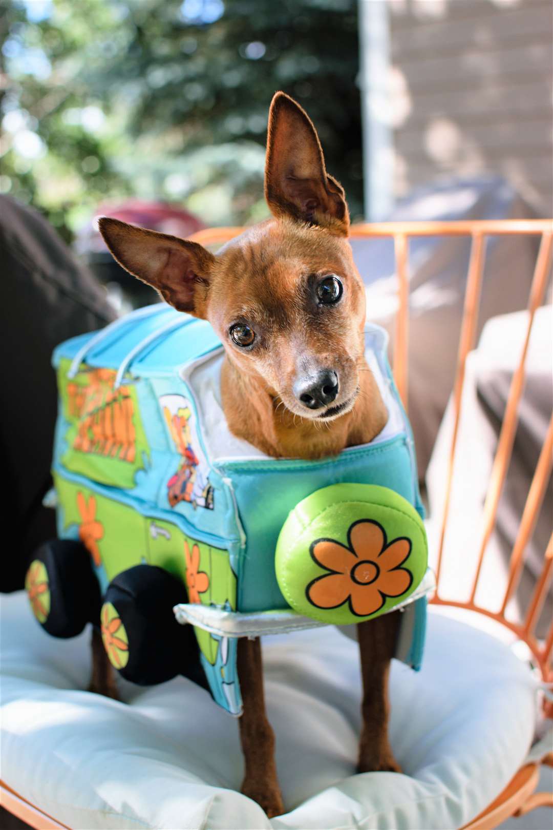 Is that Scooby's nephew Scrappy Doo? The cartoon series is still popular more than 50 years after it originally aired. You can even buy a Mystery Machine costume for your dog. Picture: Adobe Stock