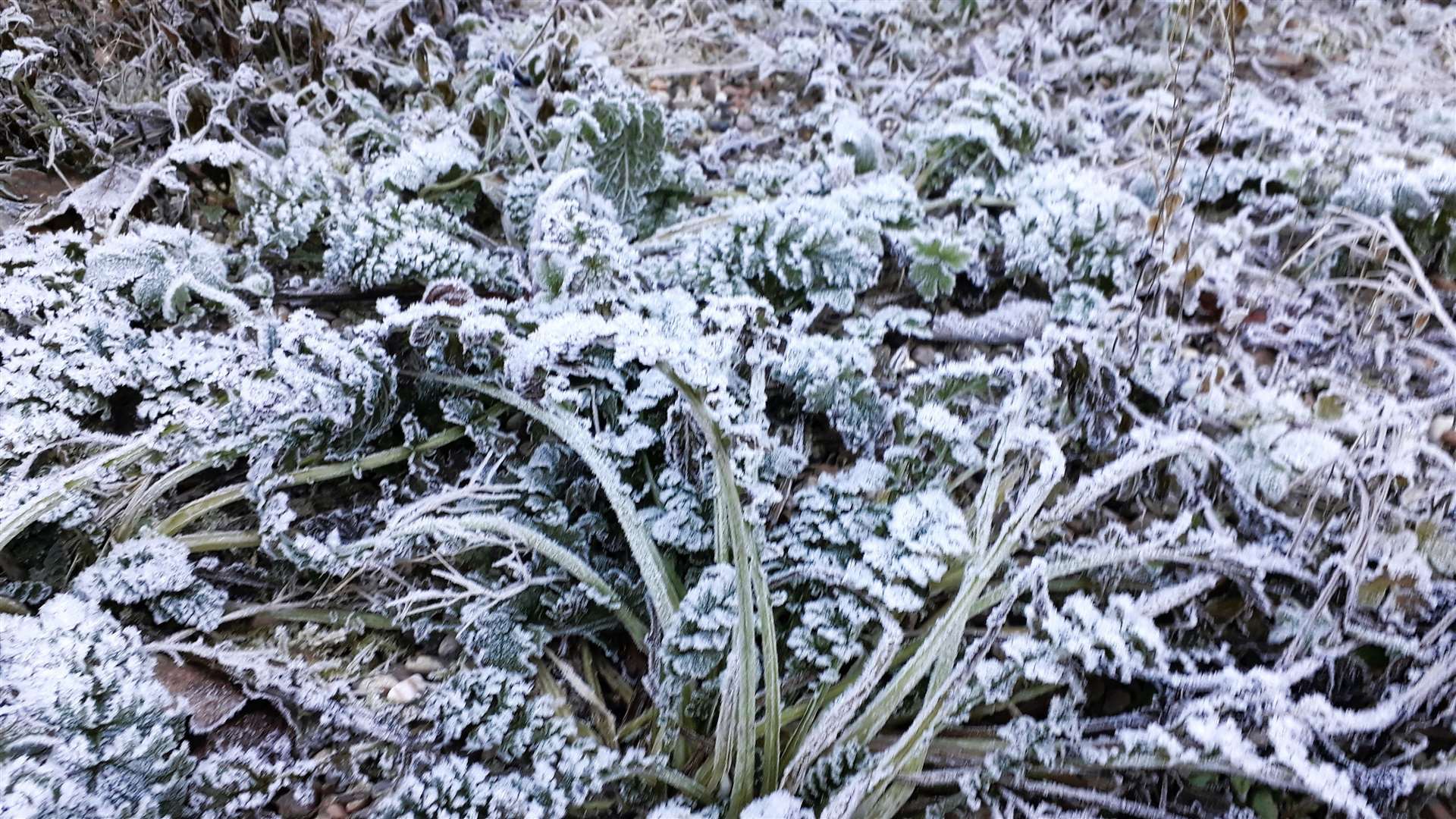 Picture of hoar frost on vegetation sent in by Wick's weather watcher Keith Banks.