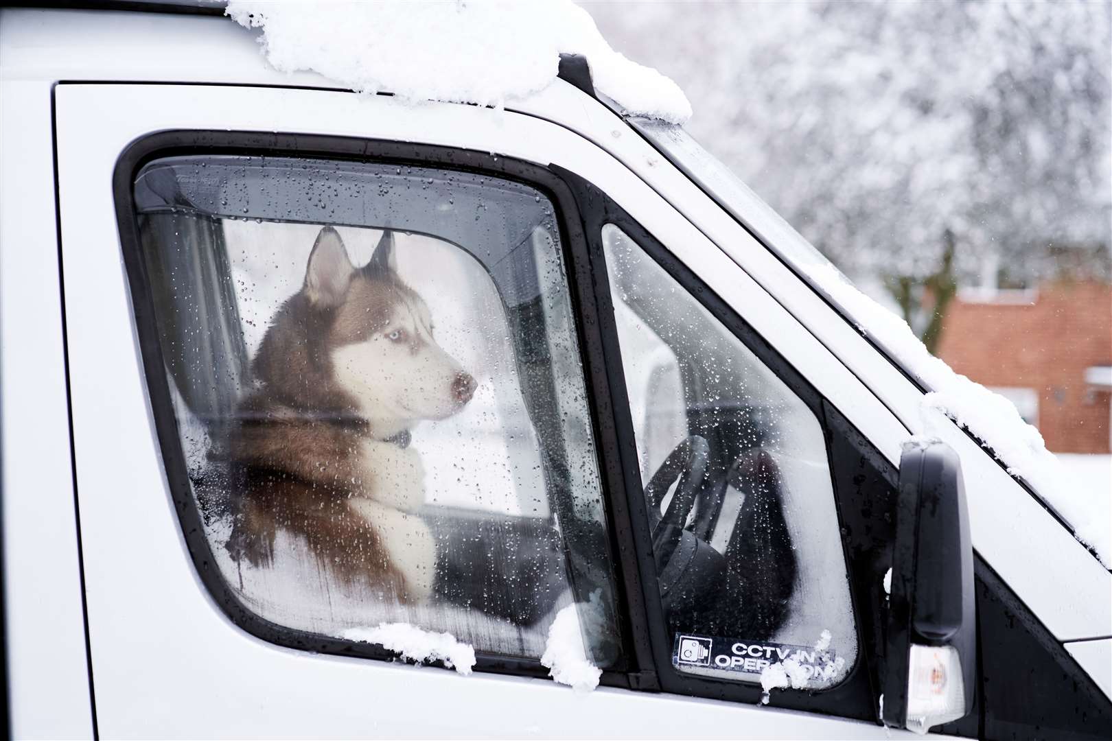 Surely a husky would be at home in the snow? (John Walton/PA)