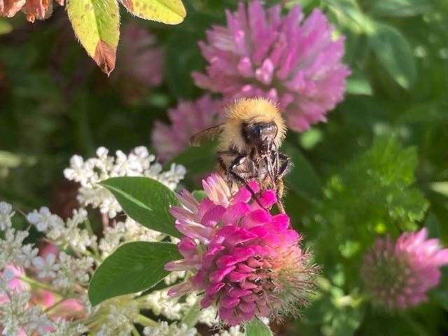 A bee on a clover at an allotment.