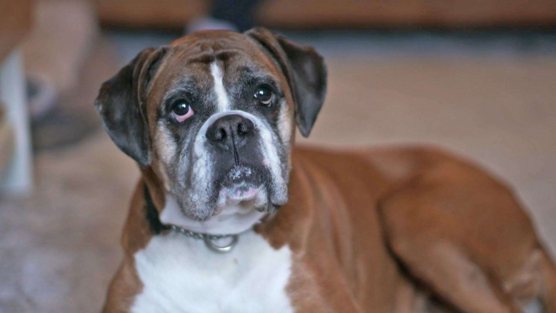 Maddy the boxer is featured in the new series of The Highland Vet. Picture: Daisybeck Studios / 5Select / MCG