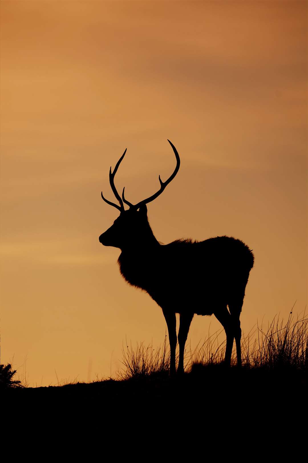 Most deer collisions happen from early evening through to midnight and between 6am and 9am.