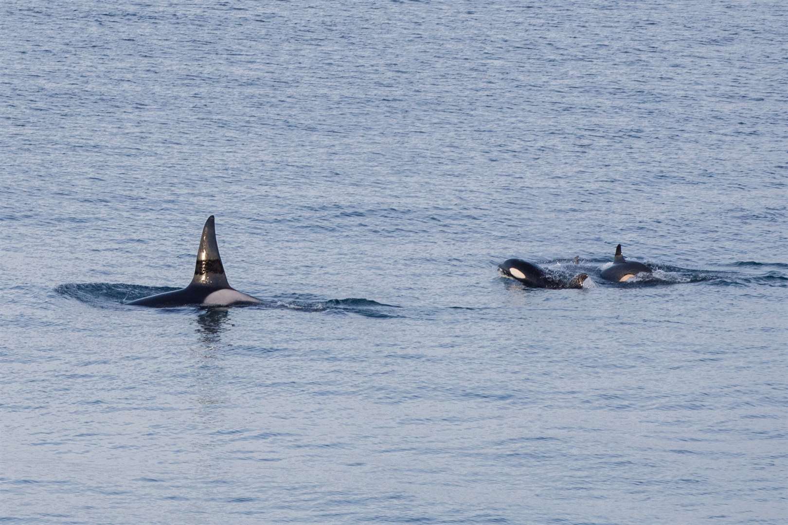 The orcas identified as 72 and 151 with the new calf in Thurso Bay this week. Picture: Karen Munro