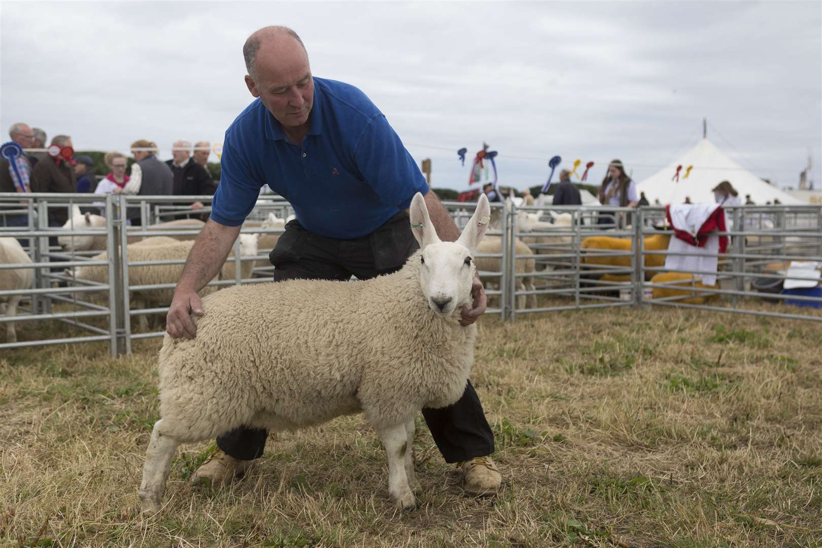 A Miller & Sons, Aimster, took the half-bred lamb championship with a March-born ewe lamb after a home-bred tup. Picture: Robert MacDonald / Northern Studios