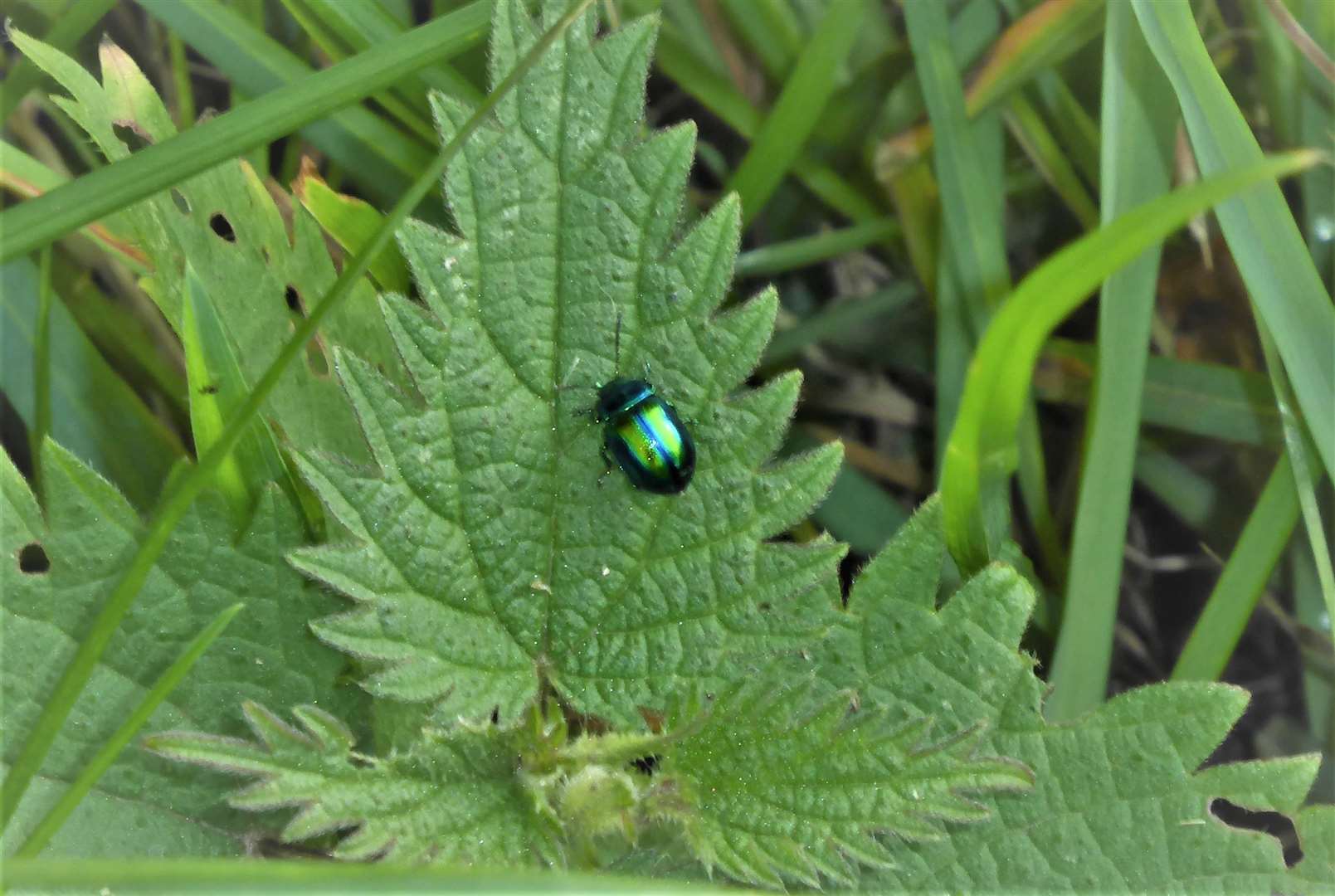 Green dock beetle in Caithness. Picture: DGS