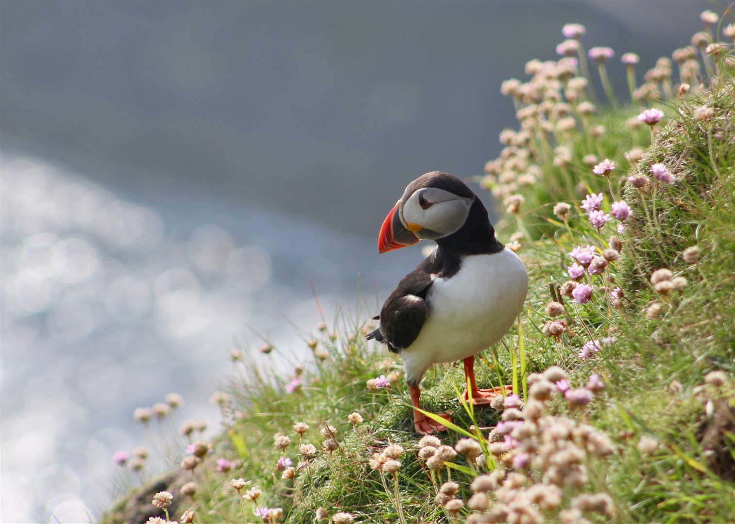 A puffin at Sumburgh Head in Shetland amid sea thrift, taken in 2019 – one of the photos featured in Every Last Puffin. Picture: Edward Hancox