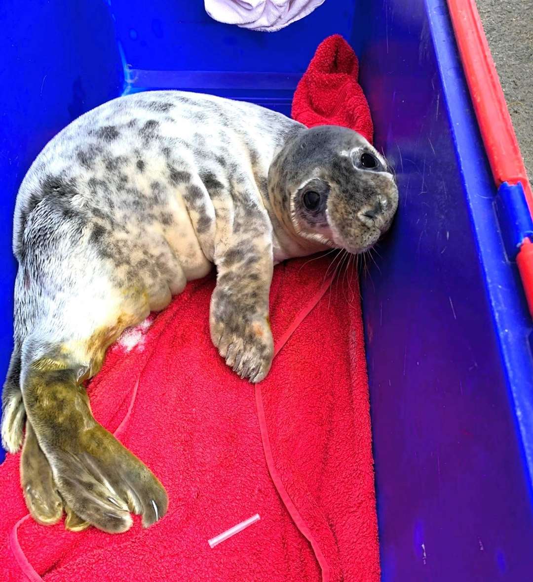 Jan the seal pup is the first of the charity's animals to be sponsored.