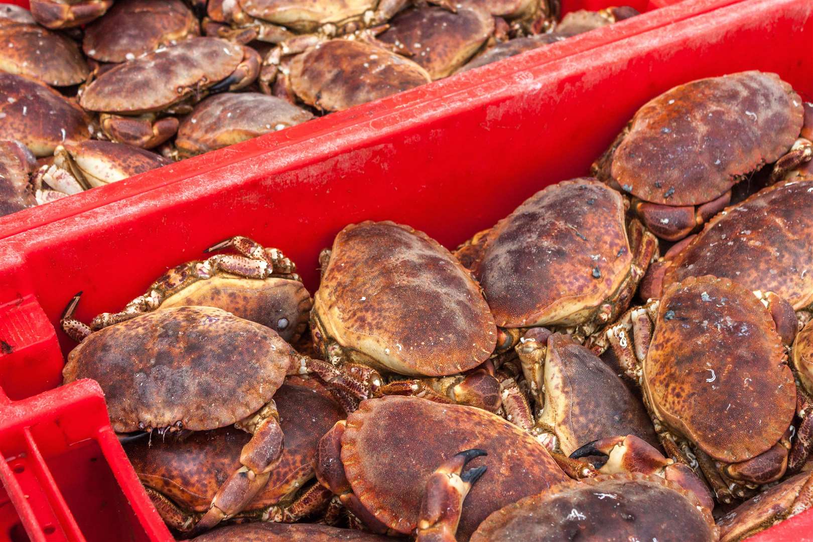 It is estimated that more than 90 per cent of local shellfish goes for export to European Union countries.