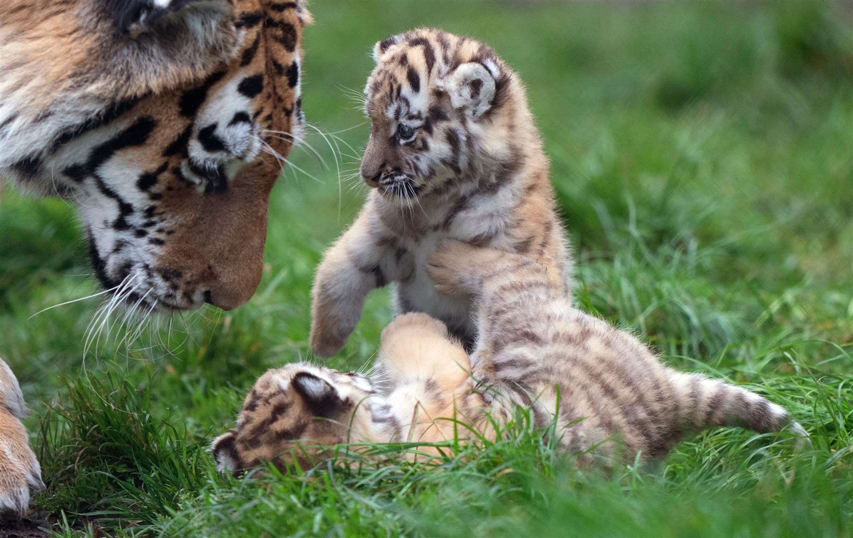 Amur tigers are the largest of the world’s big cats as well as the heaviest (Joe Giddens/PA)