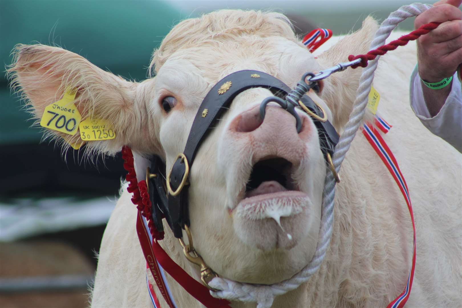 A winner in the cattle classes at a previous County Show. Some of the best livestock in the far north will again be on display. Picture: Alan Hendry