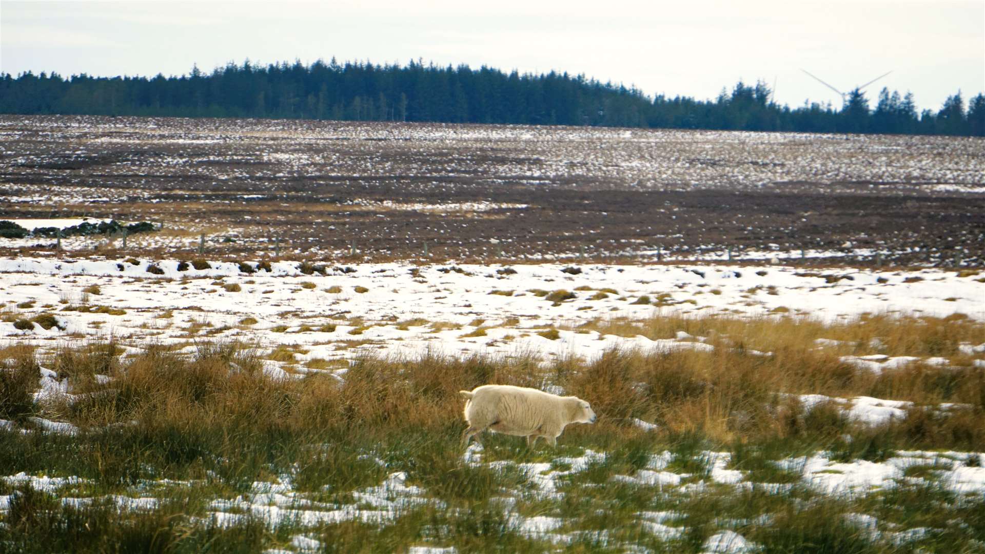 The area of Camster highlighted by the project has had many diverse uses over the years including sheep farming. Picture: DGS