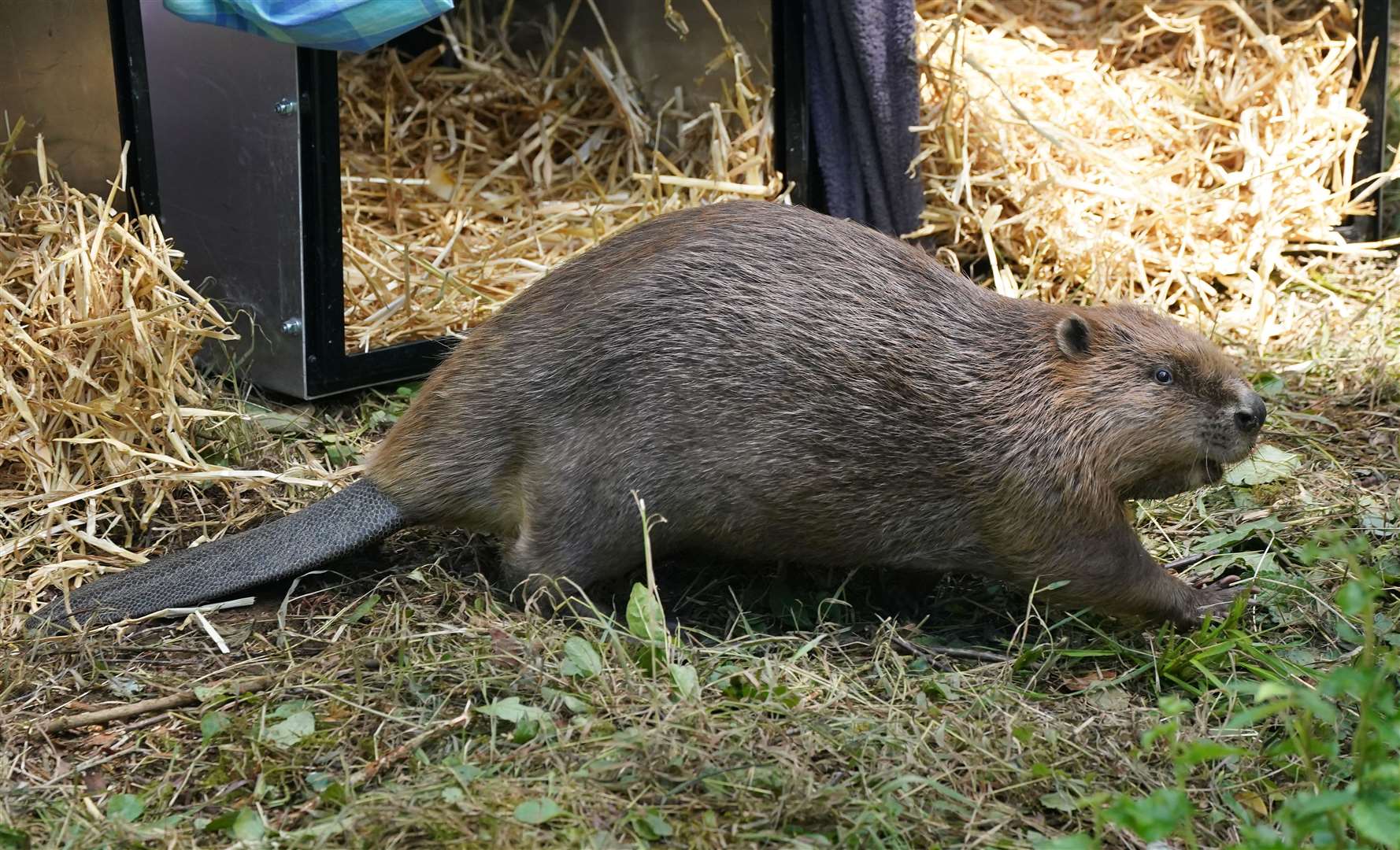 Mr Swinney said there has been a ‘dramatic’ impact from the release of beavers (Owen Humphreys/PA)