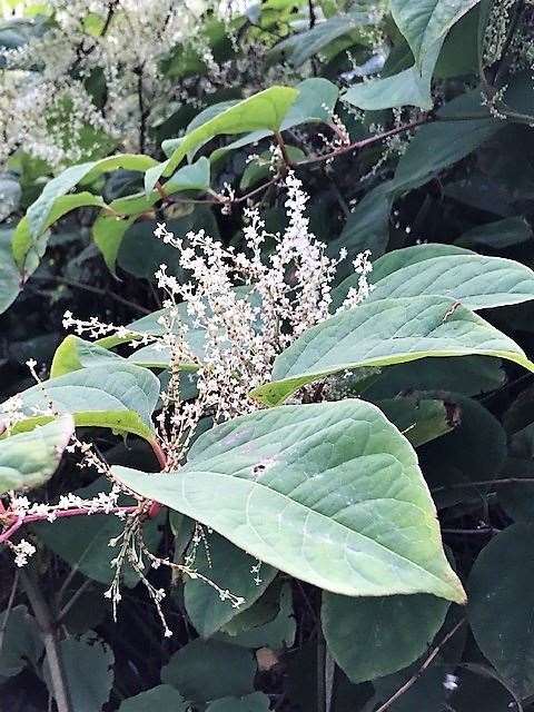 A close-up image of Japanese knotweed. If you come across the plant please notify Highland Council.