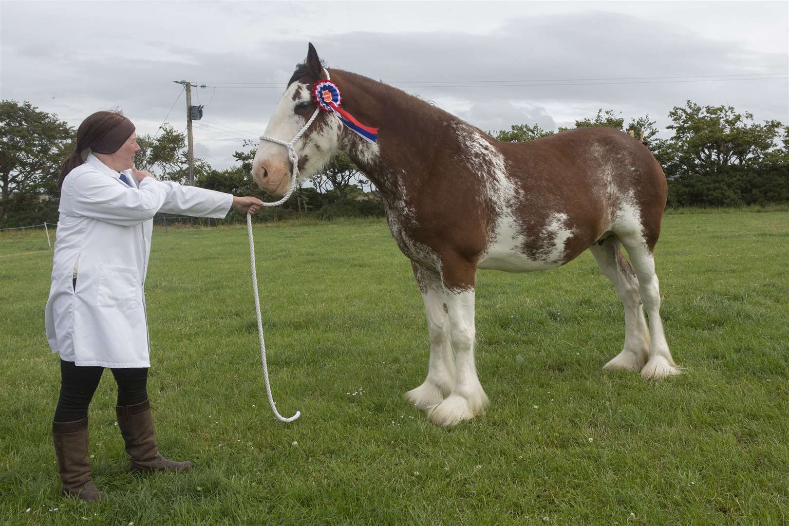 Jaqueline Munro, with Gersa Lady, the Clydesdale champion from M and J Munro, Hollyview, Janetstown. Picture: Robert MacDonald/Northern Studios