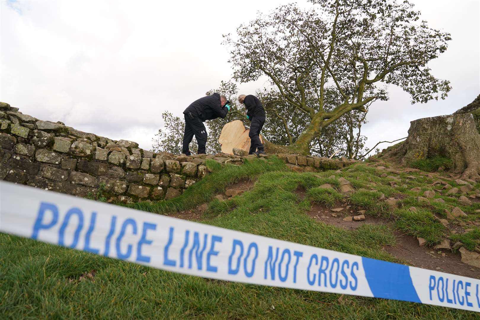Forensic investigators from Northumbria Police examine the felled Sycamore Gap tree in September (Owen Humphreys/PA)