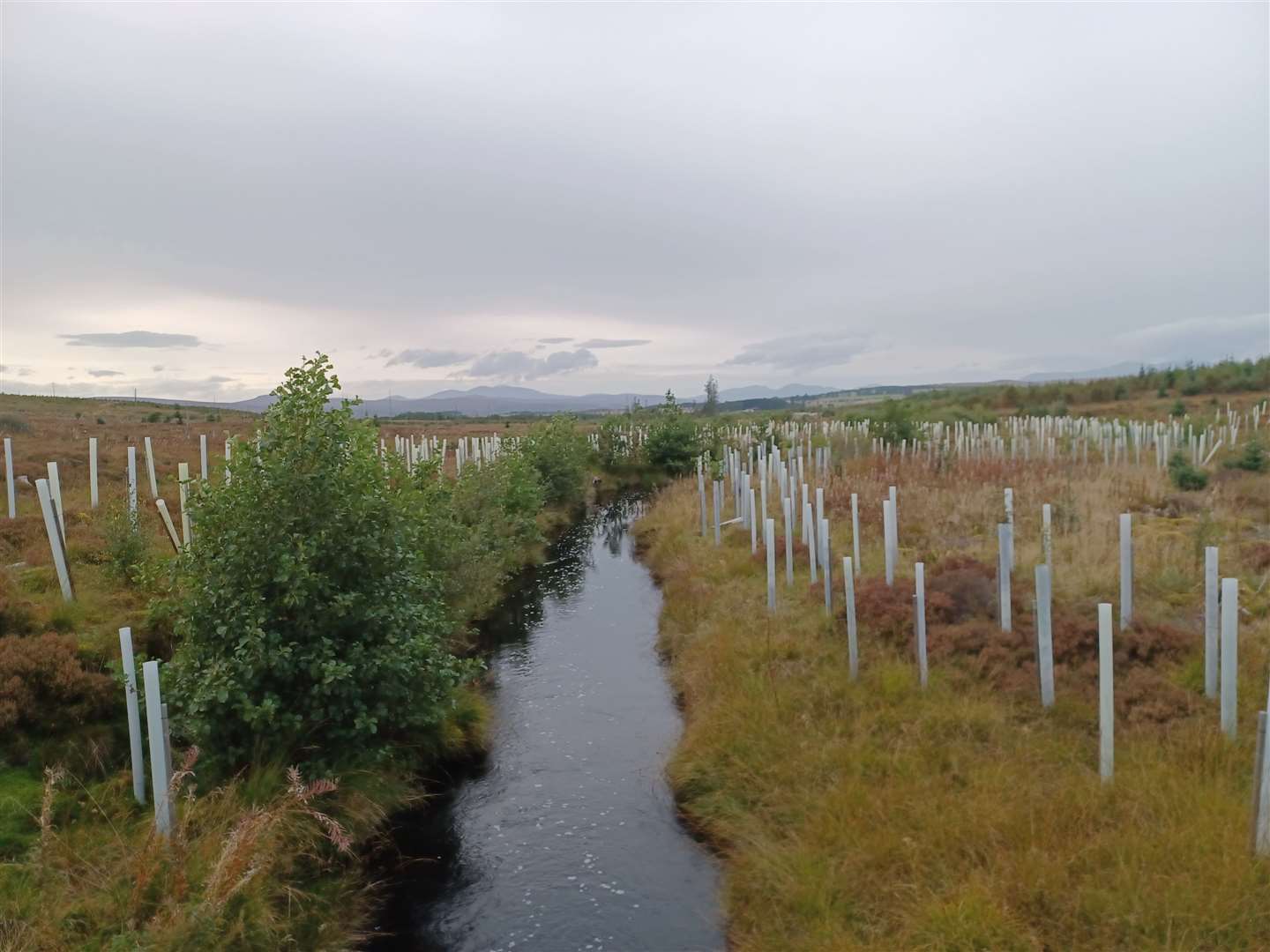 Riparian planting in the far north is helping to protect watercourses and improve habitats.
