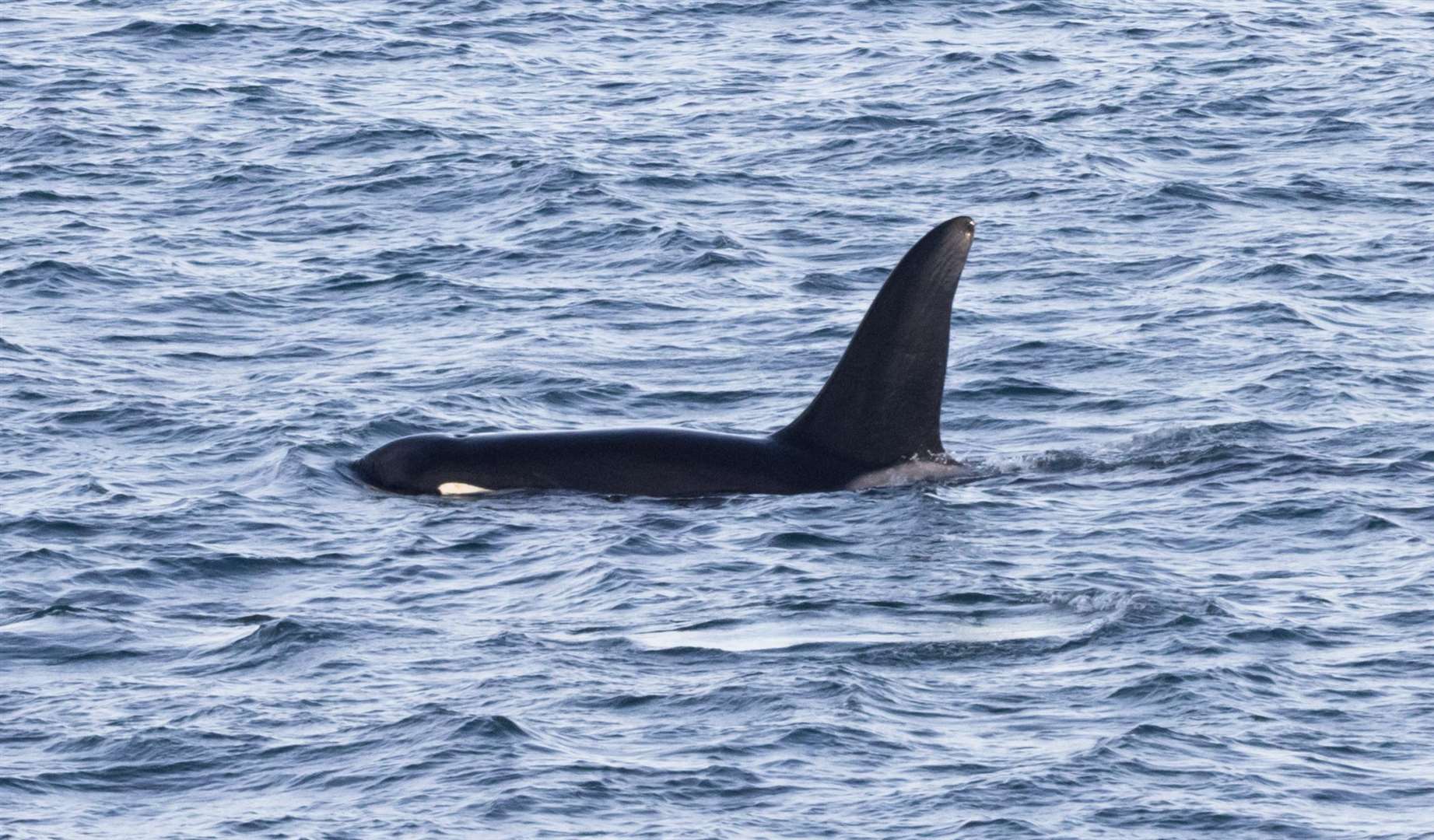 Aquarius, one of the west coast community of killer whales, making his way past Noss Head. Picture: Karen Munro