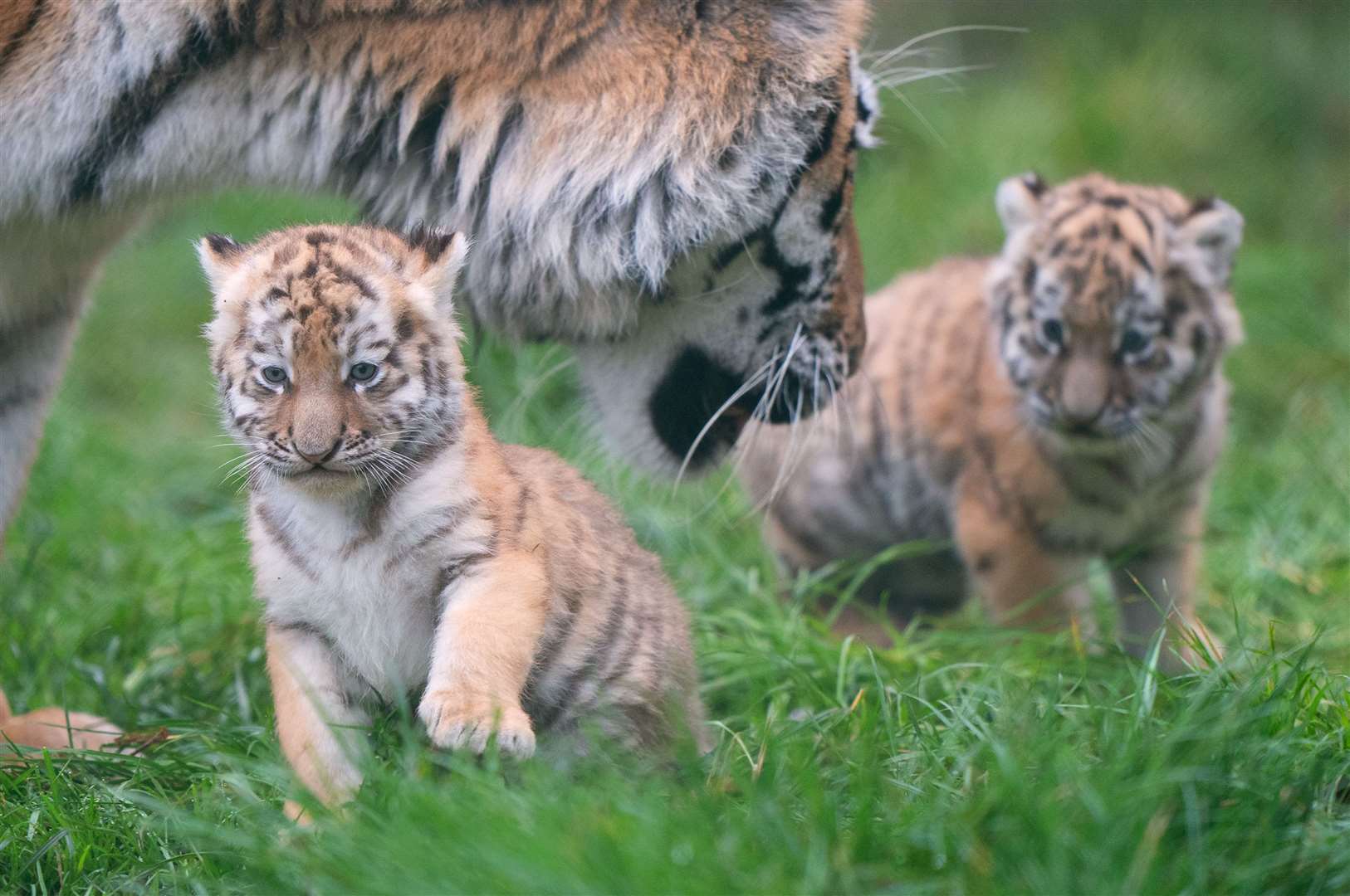 Amur tigers are solitary animals found primarily in Russia (Joe Giddens/PA)