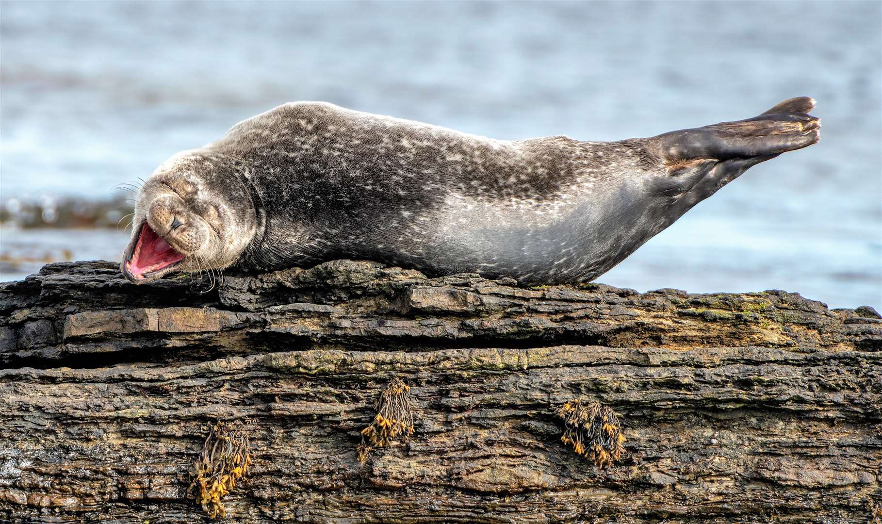 The caption for the image is 'Having a laugh' for obvious reasons but the seal was actually just having a good yawn admitted the photographer. Picture: Ken Crossan