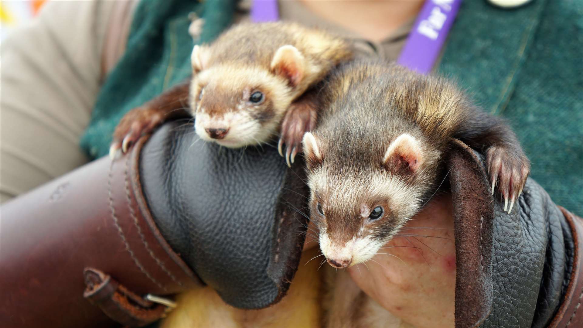 Ferrets at the Thrumster Game and Countryside Fair. Picture: DGS