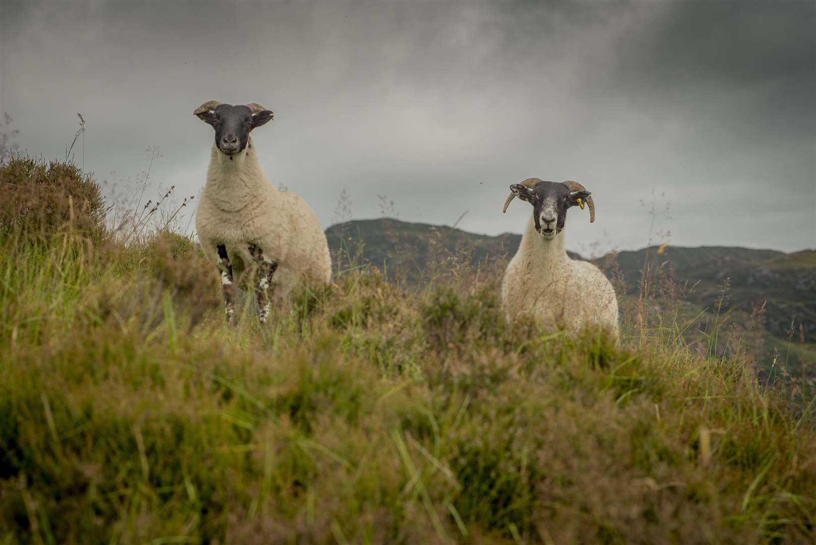 The Scottish Upland Sheep Support Scheme is a vital funding stream for hill farmers and crofters. Picture: Ian R Fleming/NFUS