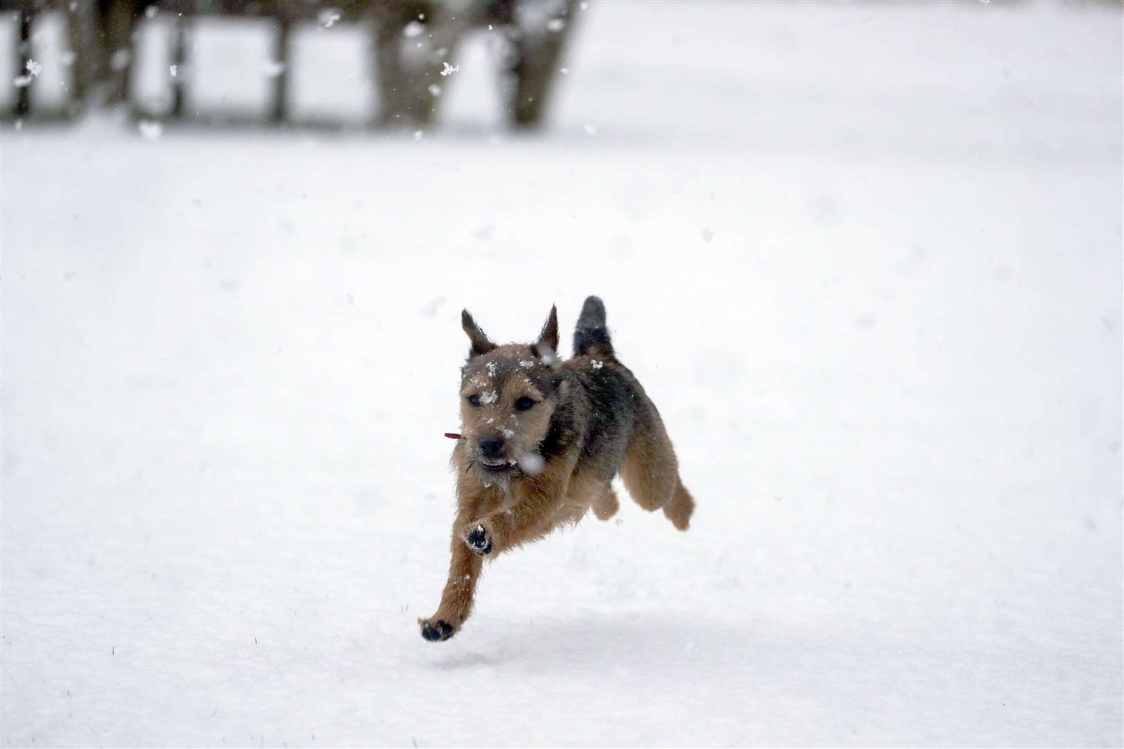 Winston, an eight-month-old Border terrier, enjoys the snow for the first time near Windsor, Berkshire (Steve Parsons/PA)