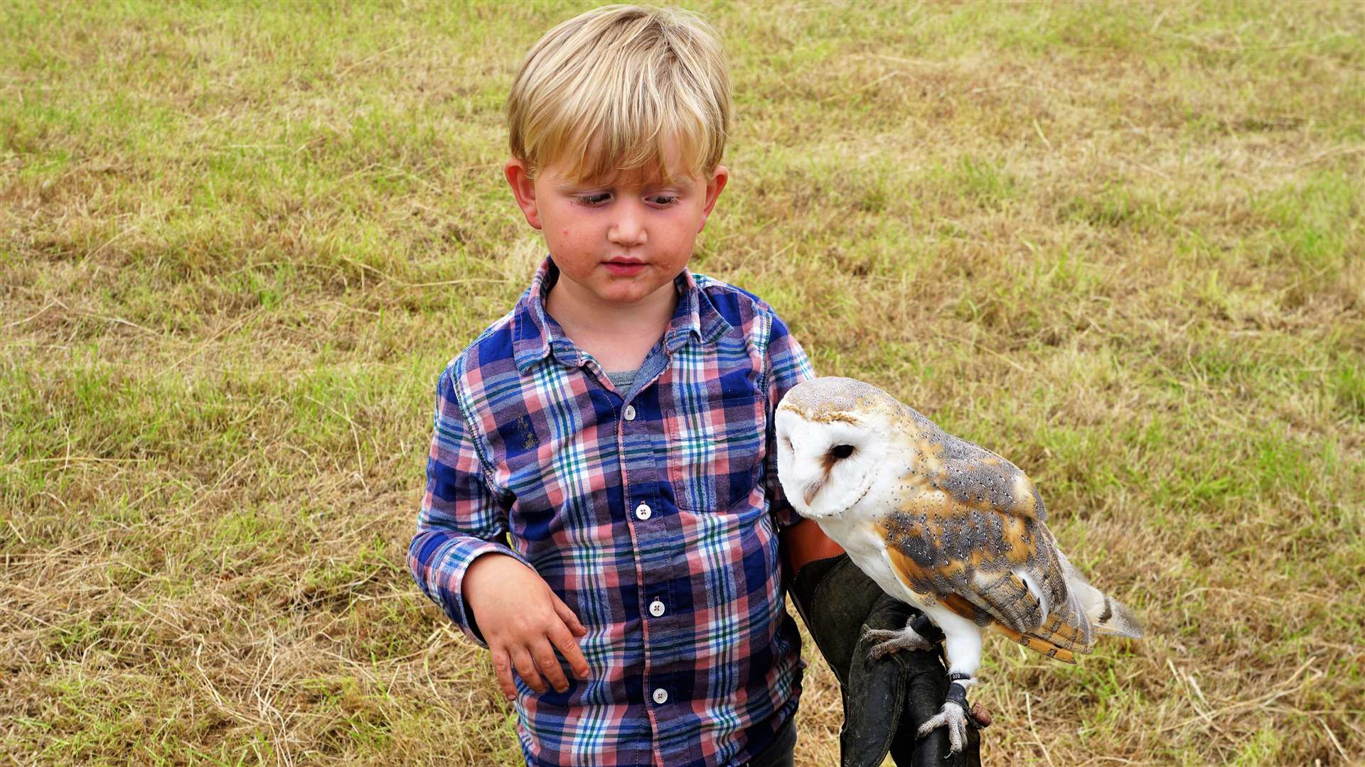 Fergus looks wary of the barn owl he was allowed to hold. Picture: DGS