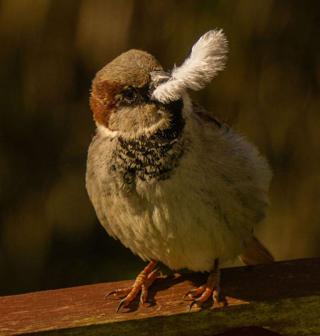 'Feathering the nest' by Julie Catterall was the winning image.