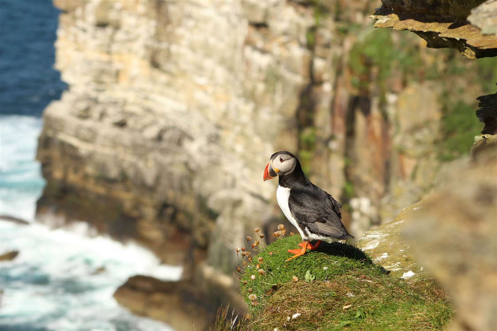 Puffin numbers in the North Caithness Cliffs SPA dropped by 55 per cent between 2000 and 2018. Picture: Alan Hendry