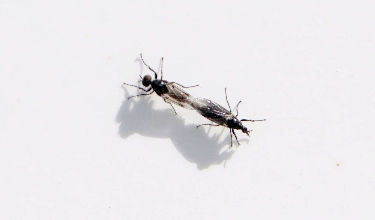 Two of the fever-flies mating on a car bonnet in Wick on Friday. This picture alerted the Caithness Biodiversity Group to make the first official recording of the species in the county. Pic: DGS