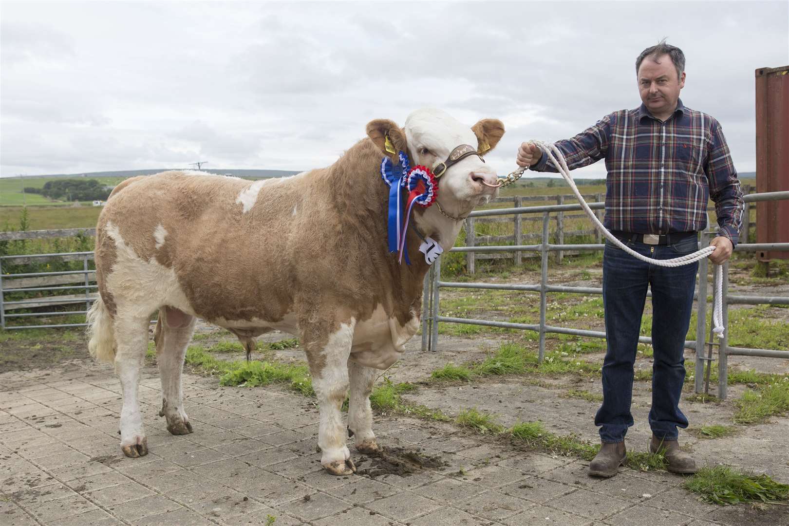 Jonathan Gunn, March Cottage, Mavsey, Lybster, took the reserve supreme cattle championship with his continental champion, Caithness Maverick, a 15-month-old Simmental bull after Corskie Jackpot. Picture: Robert MacDonald/Northern Studios