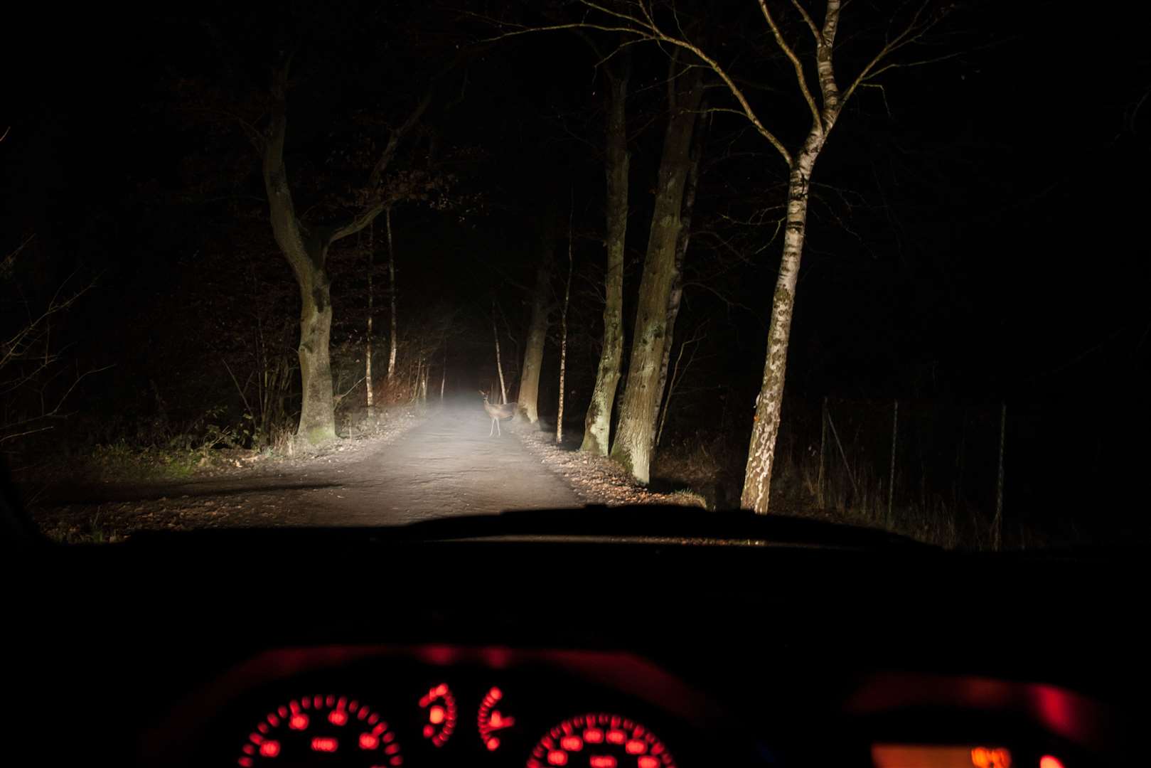 A deer caught in headlights - deer often move to lower ground for grazing in winter.