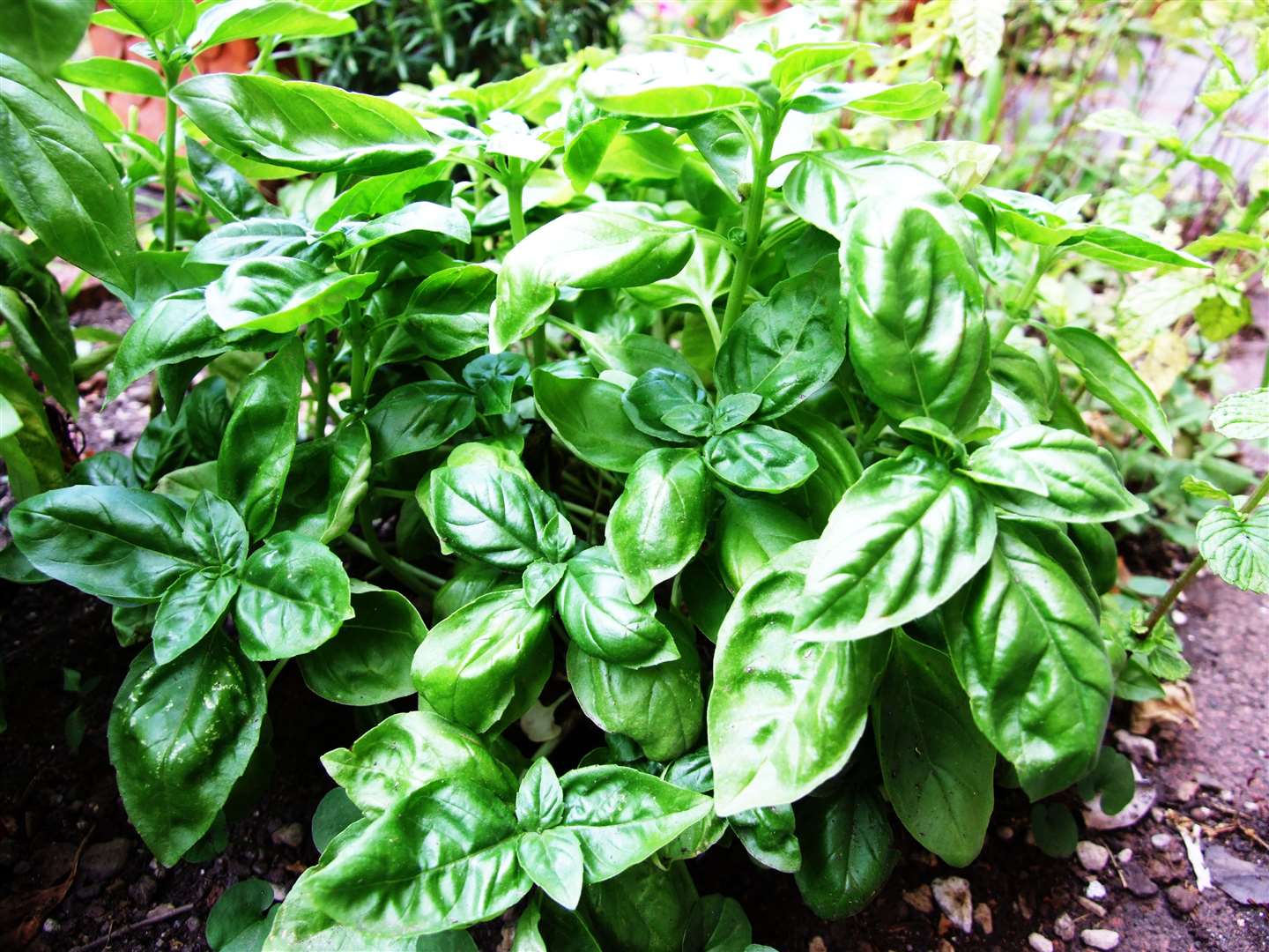 Basil. Picture: WikiMedia/Creative Commons