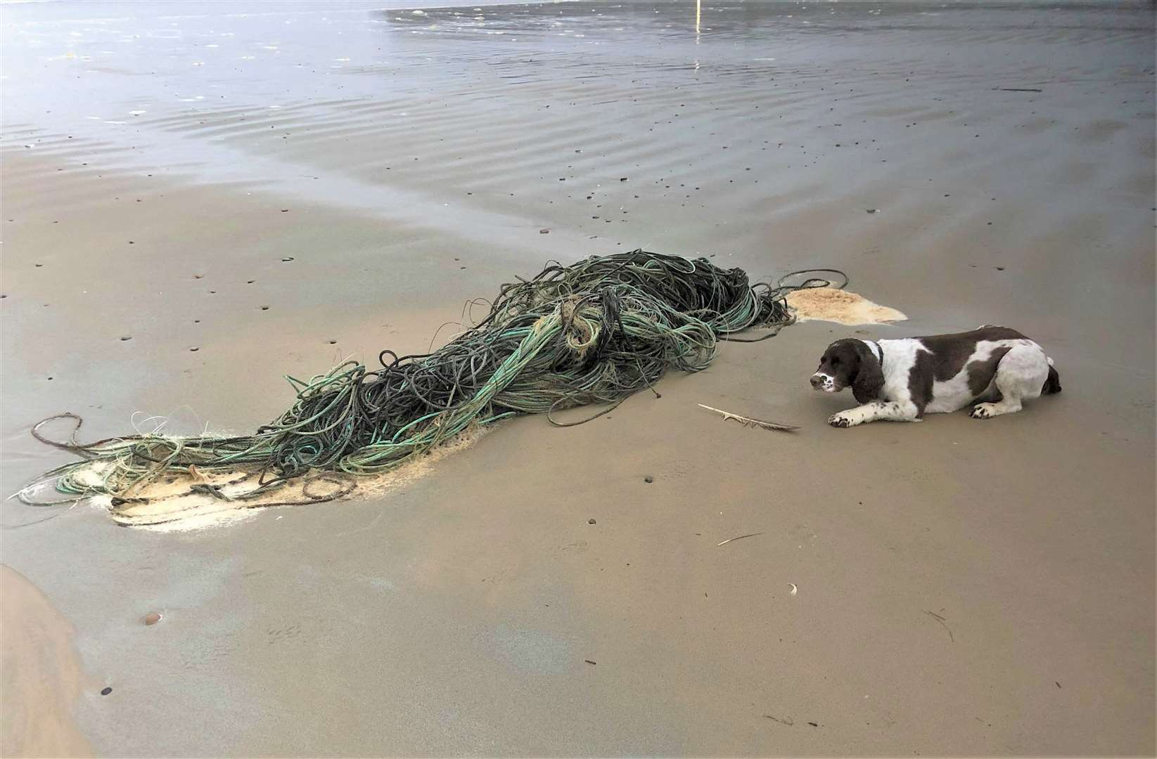 Jodie the spaniel sits beside the tangle of rope removed from Dunnet beach this week. Picture: Maranda Thomson