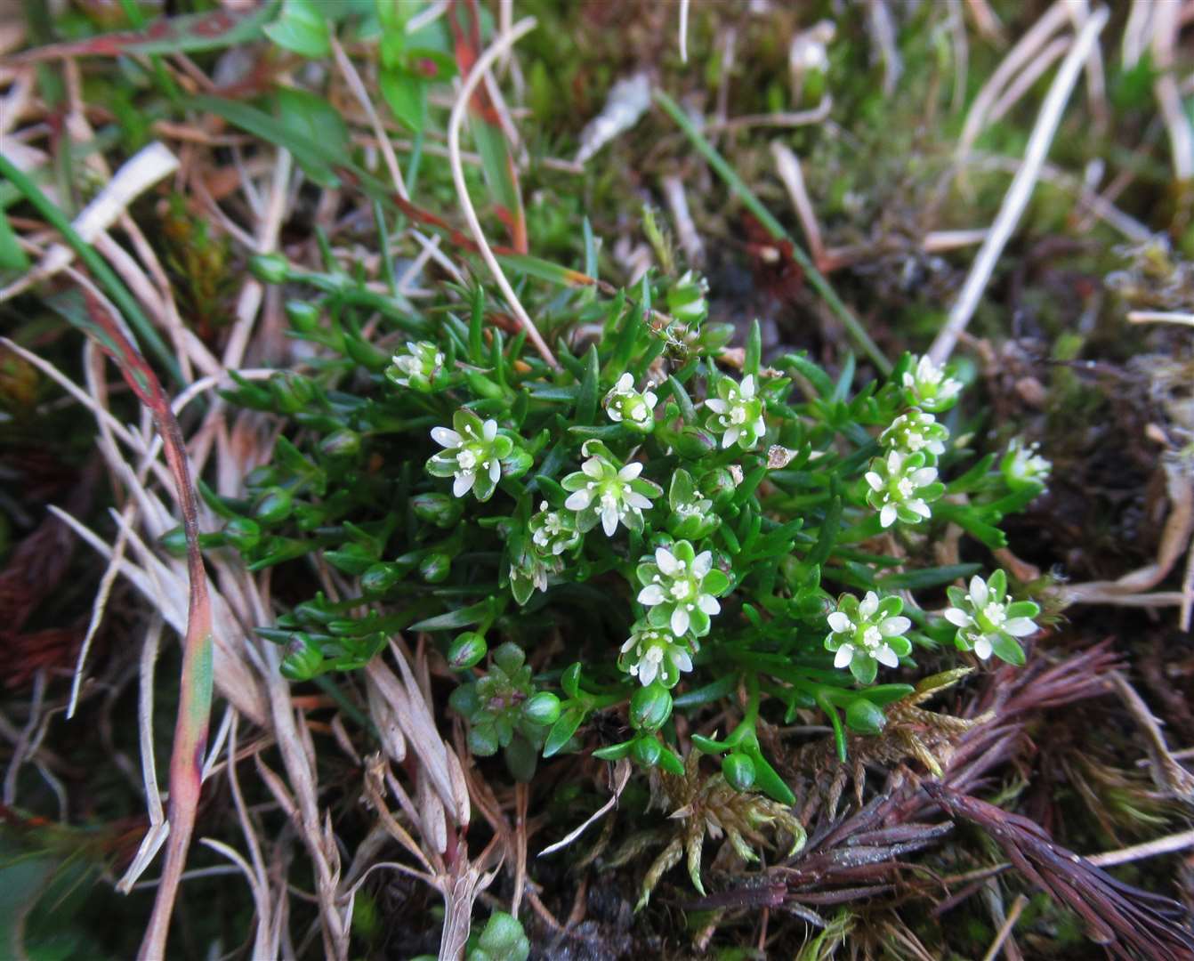 Snow pearlwort is among the mountain plants that could become extinct due to climate change (Sarah Watts/University of Stirling/PA)