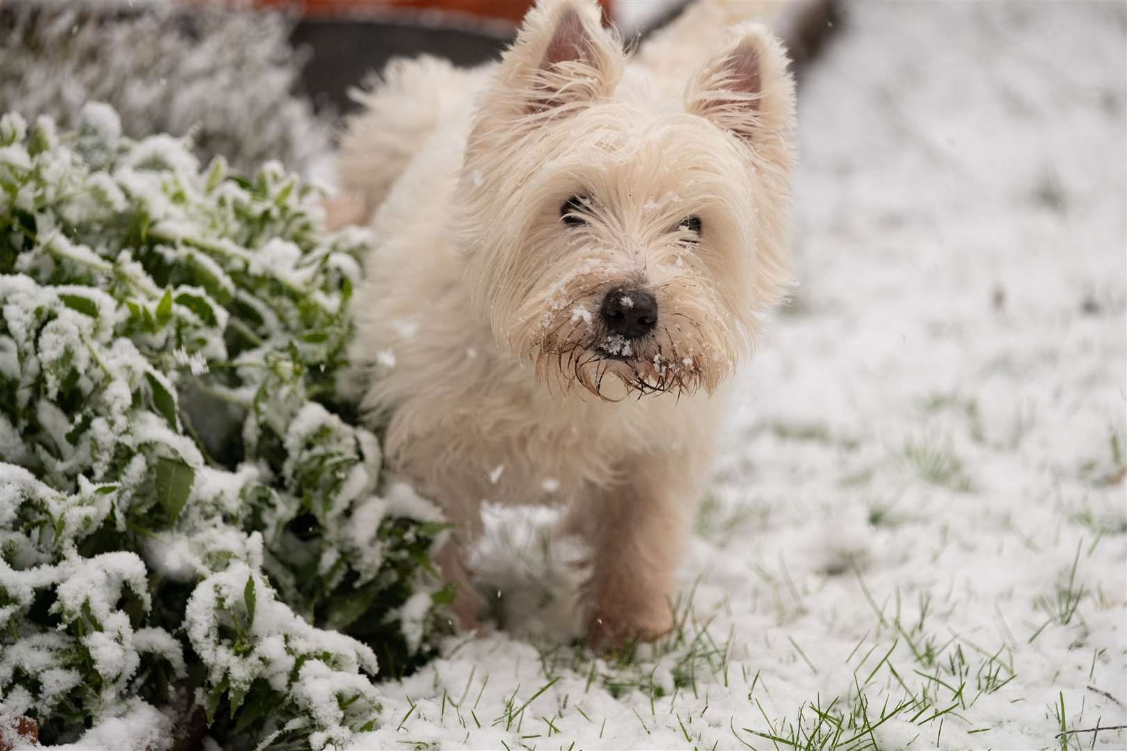 Arthur, a West Highland terrier, explores the snow in Kew (Martin Keene/PA)