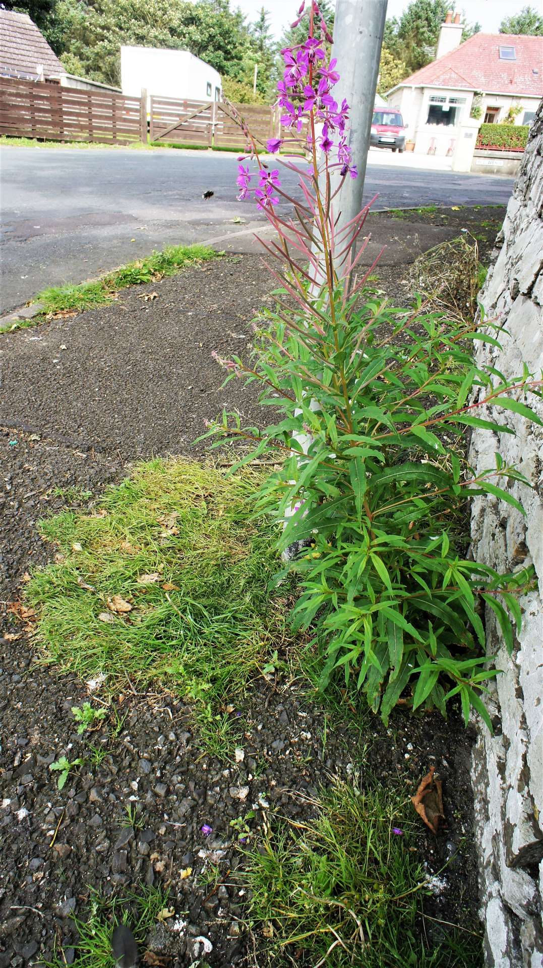 A large weed in bloom at the corner of Hill Avenue and George Street in Wick.