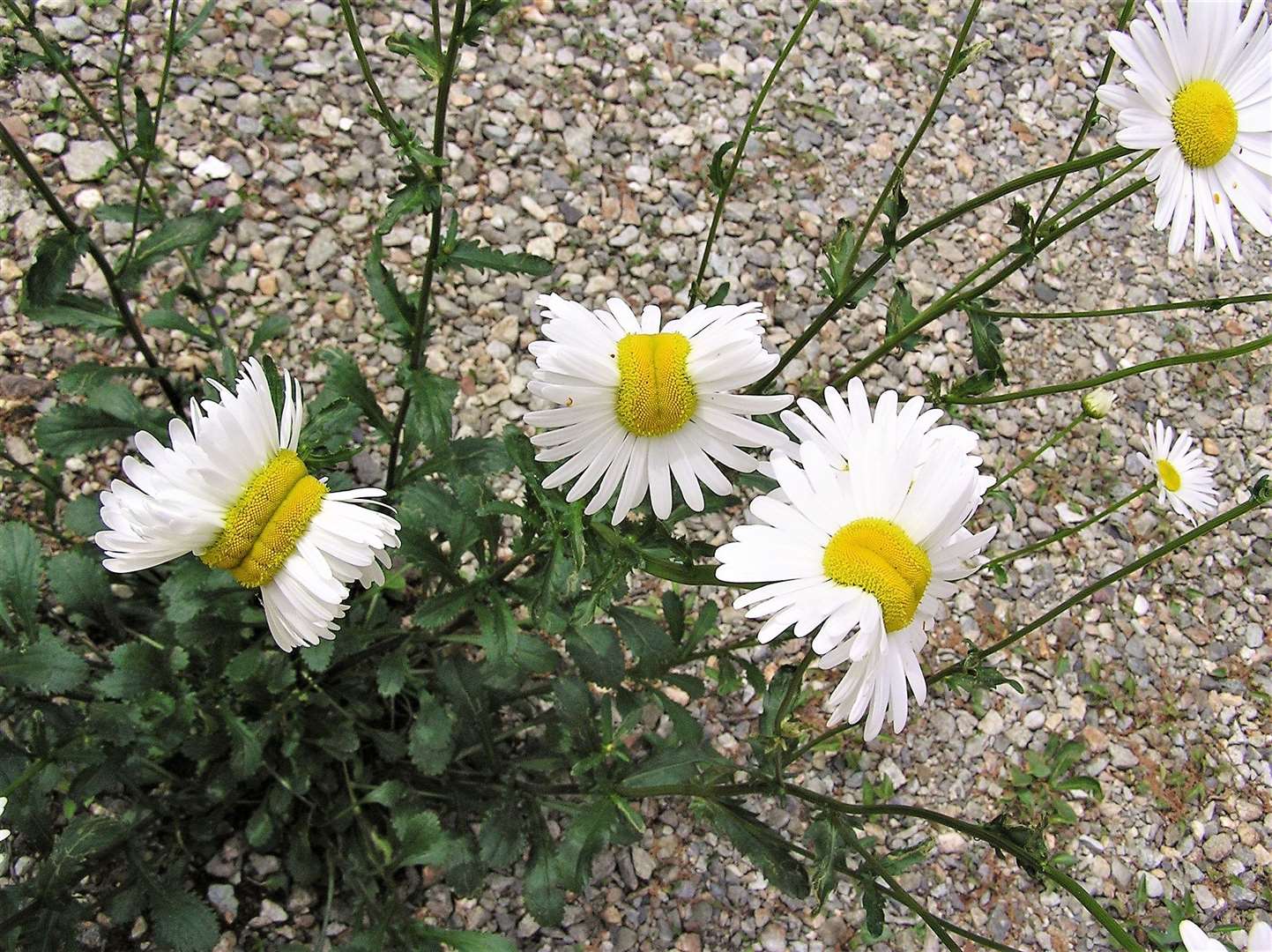 Images of daisies reportedly found near the Fukushima power plant went viral.