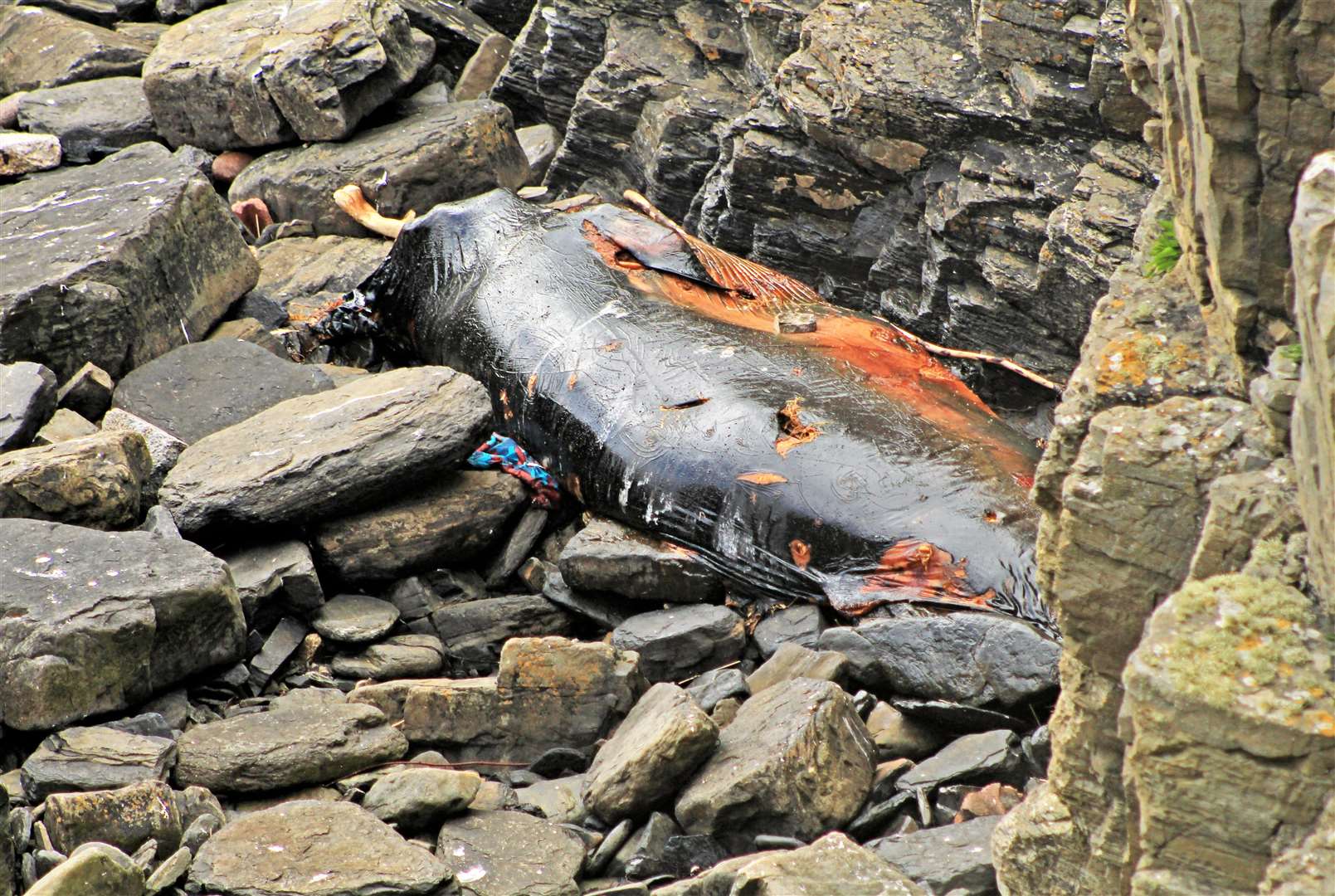A recent picture shows how the minke whale has significantly decomposed since March, posing a serious health hazard. Picture: Alan Hendry