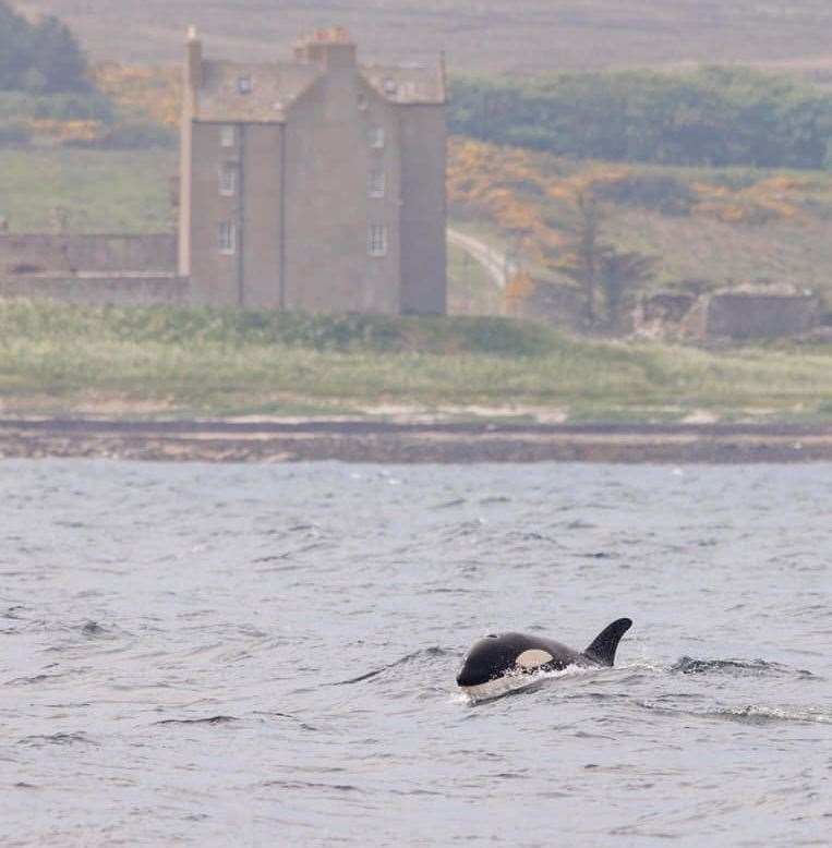 An orca in the bay in front of Freswick Castle. Picture: Steve Truluck at Sea