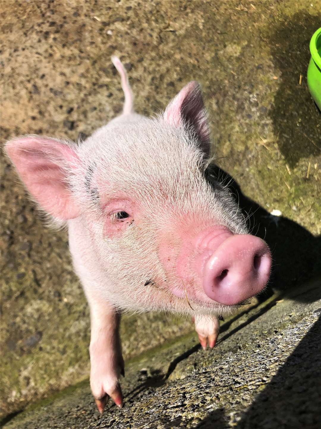 Mary the piglet at Puffin Croft.