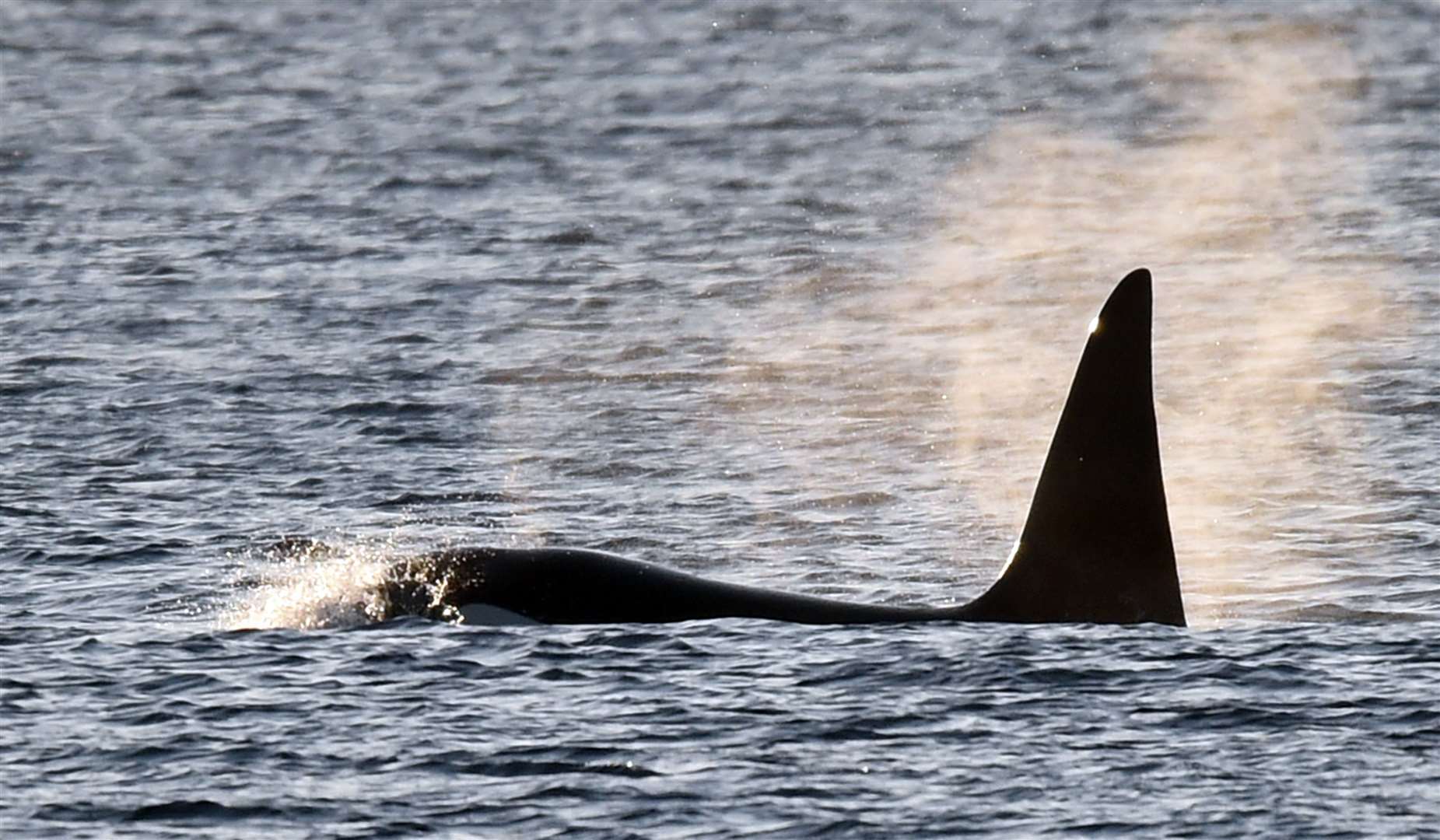 One of the killer whales from the 27s pod in Thurso Bay on Wednesday. Picture: Mel Roger
