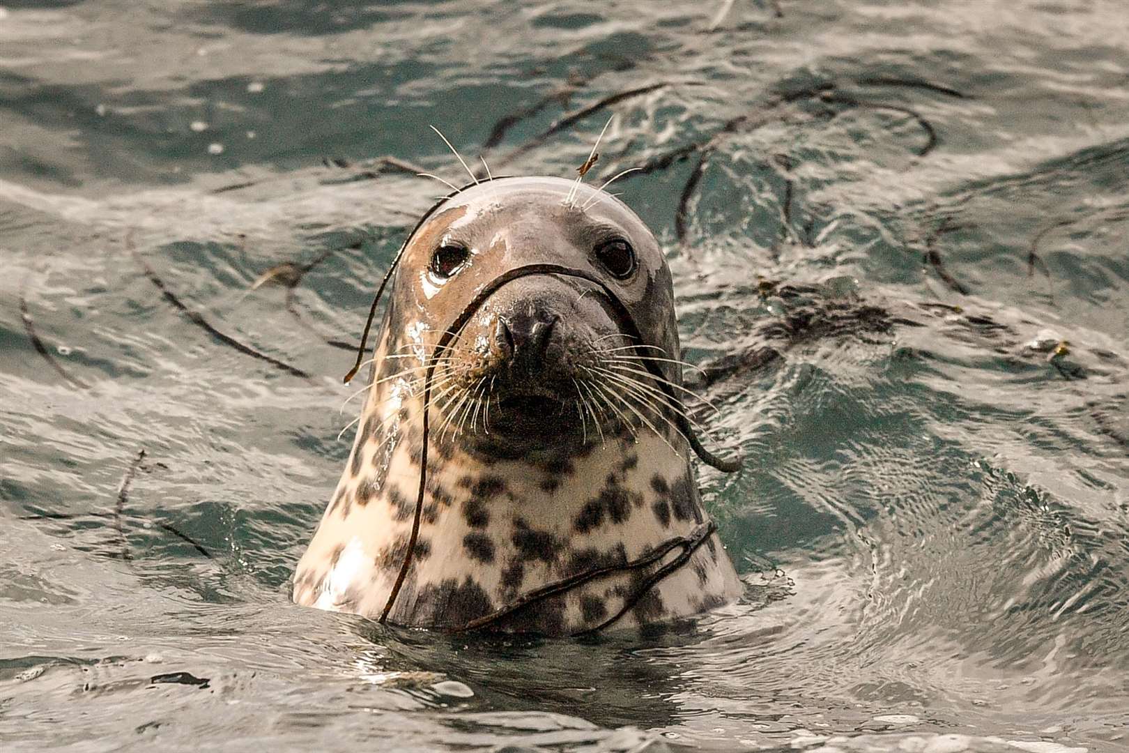 A female Atlantic grey seal in the sea covered in seaweed (Ben Birchall/PA)
